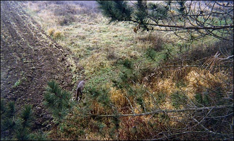 feeding whitetail buck from south middle to east